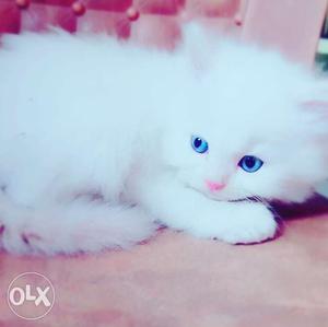 Pure persian blue eyes male kitten available