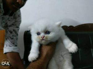 Semi punch Persian cat quality breed