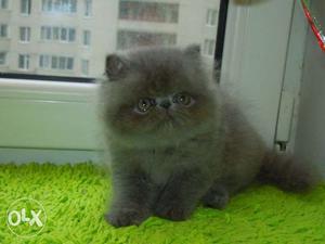 Show quality gray colour Persian cat kitten for sale in