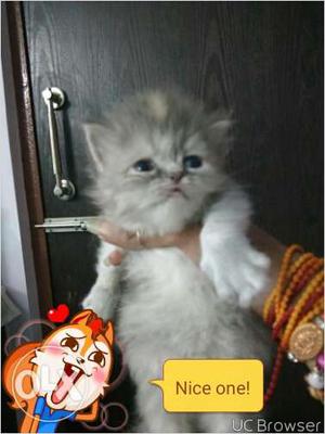 So beautiful very active Persian kitten for sale