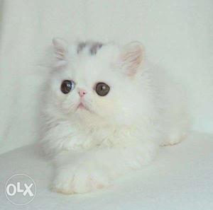 So nice very active persian kitten for sale in all
