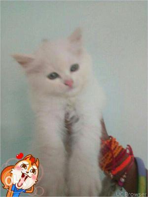 So nice very beautiful and very active persian