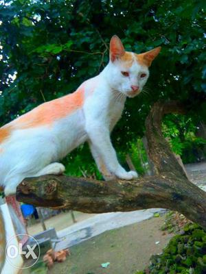 The poshi cat very sweet cat