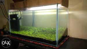 This is a 2 feet by 1 feet aquarium with carpet