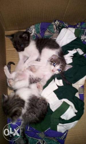 Three White And Silver Tabby Kittens