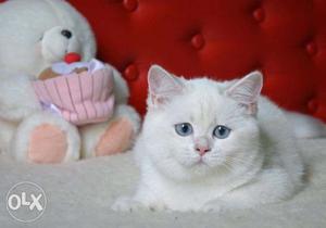 Tranide kitten pure persian breed cash on delivery sale for