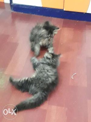 Two Long Fur -gray Kittens Persian male female 2 month