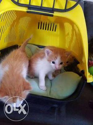 Two Short Fur White-and-orange Kittens