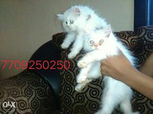 Two White male persian kittens for sell