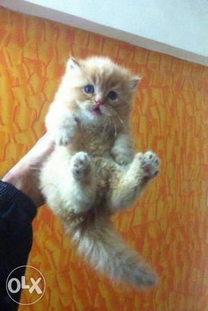 Very sweet kittens and pure Persian quality &