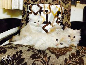 We have Persian kittens, high bread, doll face,