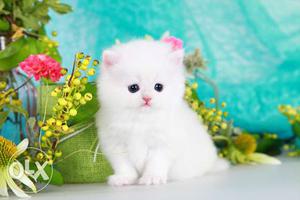 We have Persian kittens, high bread, doll face, pure breed