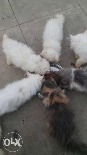 White And Black Fur Cat Persian kittens