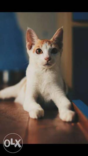 White And Orange Calico Cat