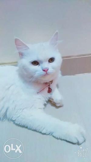 White Female persian cat 10 months old