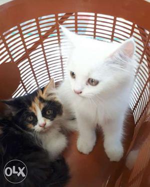 White Kitten And Calico Kitten
