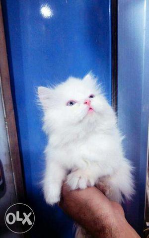 White Persian kitten for sale in noida
