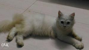 Genuine breed white doll face persian cat kitten