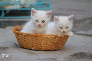 Good quality cat and kitten available contact soon no. show
