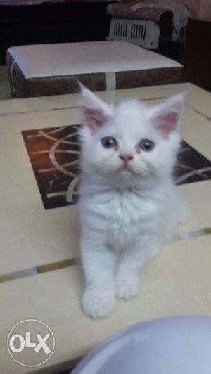 Good quality cat and kitten available original breed contact