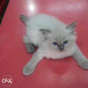 Himaliyan persian kitten