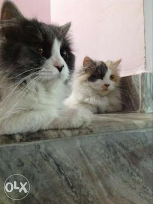 Male and female persian cat