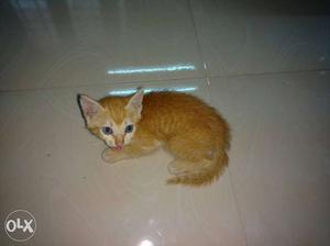 One month old female ginger kitten.. Interested people pls