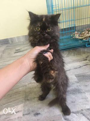 Persian Female Black Cats Vacinated Age 10 months Virgin