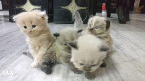 Persian (doll face) kittens 2 months old for sale.