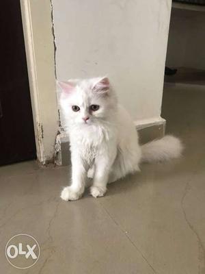 Persian kitten male and female very cute and