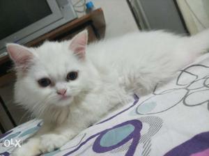 Pure breed white Persian kitten with double hair