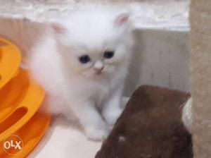 Pure persian kittens available all colours good