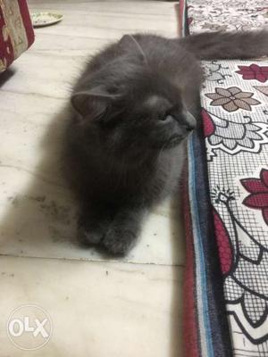 Short-fur Gray Kitten