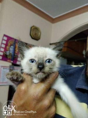 Siamese breed cat,blue eyes,I'm a boy,