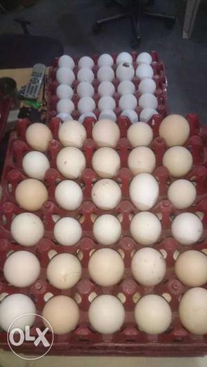 "pure" desi eggs, dozen eggs for 180 rupees.
