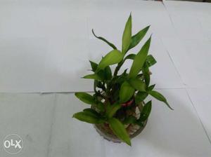 Vastu related bamboo plant (Hurry only 3 left out of10)