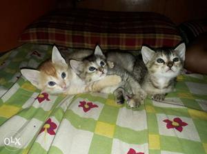 1.month old 3 cute kittens for free contact
