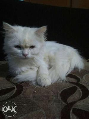 1 year Old female Persian cat for sell, price will be