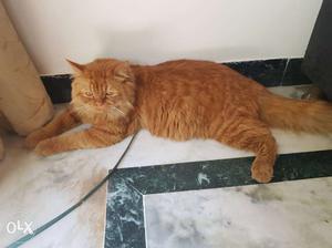 10 month old male pearcian cat avalable for sale