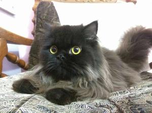11 month old Persian cat available