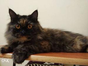 1yr old female pure Persian cat