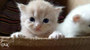 2 little mischievous cutest kittens for sale