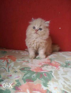 2 month born persian kitten