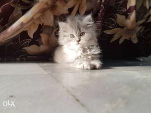 2 months old persian kittens for sale