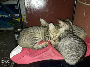 3 Taby kittens 4months old