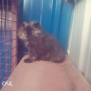 3 month and 5 month old female Persian cat