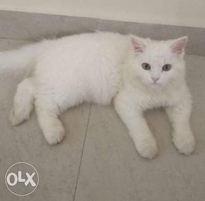 3 months old active and cute Persian cat along