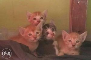4 cats.any one interested call me.single 