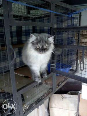 4 month old female long thick hair very friendly
