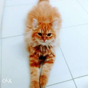 4 months old brown male Persian Cat